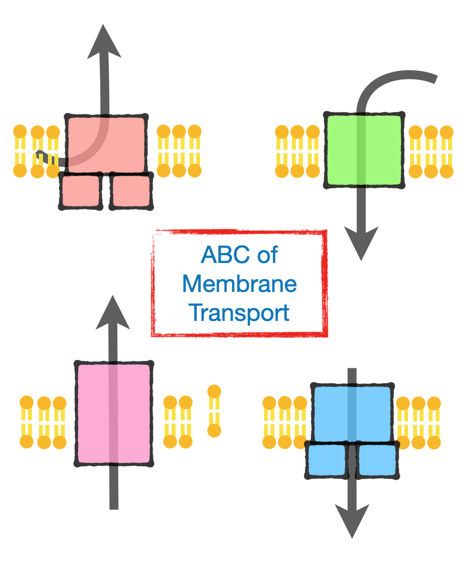 Read more about the article Workshop on ‘ABC of transporters’