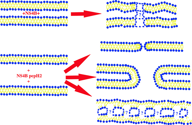 Read more about the article BBA publication