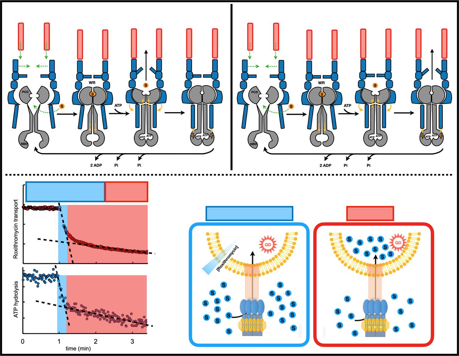 Read more about the article Communications Biology  publication