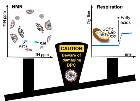 Read more about the article The FEBS journal  publication