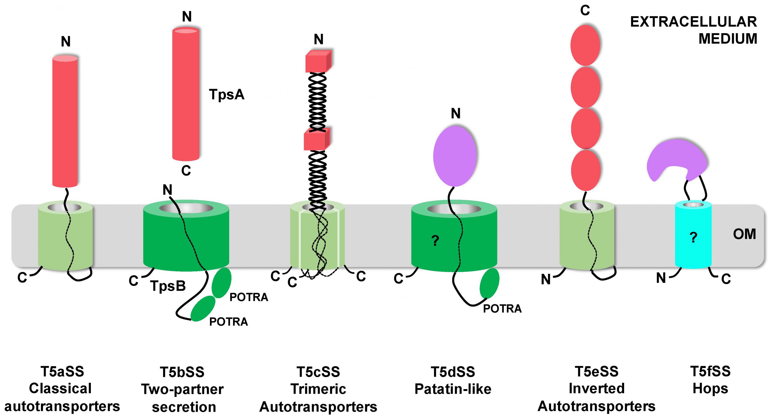 Read more about the article Toxins publication