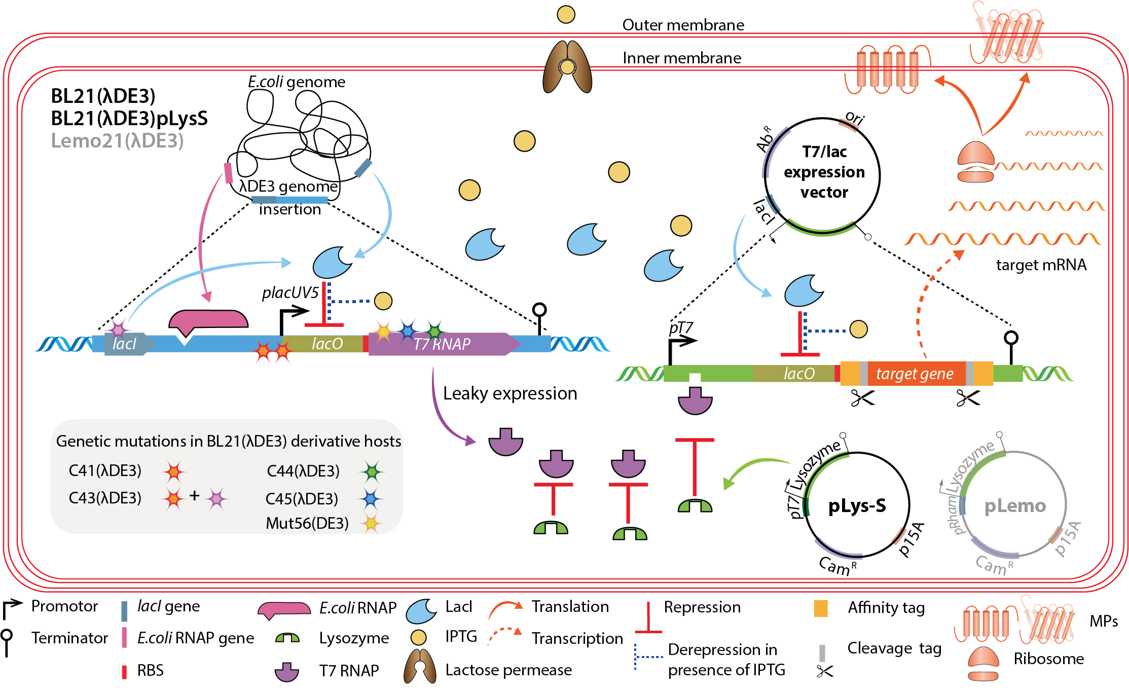 Read more about the article Methods in Molecular Biology Publication