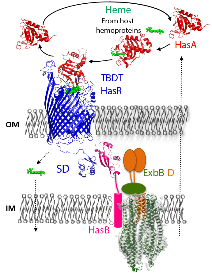 Read more about the article Apply for fellowship ” Heme import in bacteria: structural studies of transmembrane protein complexes ” CALL2