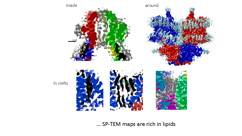 Read more about the article Biochimica et Biophysica acta. Biomembranes Publication