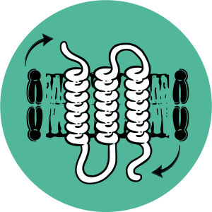 Membrane proteins in their lipid membranes