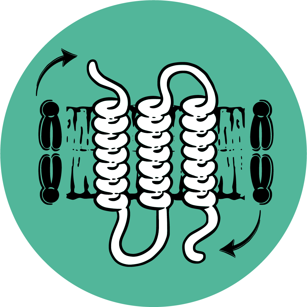 Membrane proteins in their lipid membranes