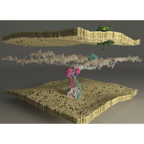 Read more about the article Des moteurs moléculaires produisent l’énergie nécessaire pour nourrir les bactéries